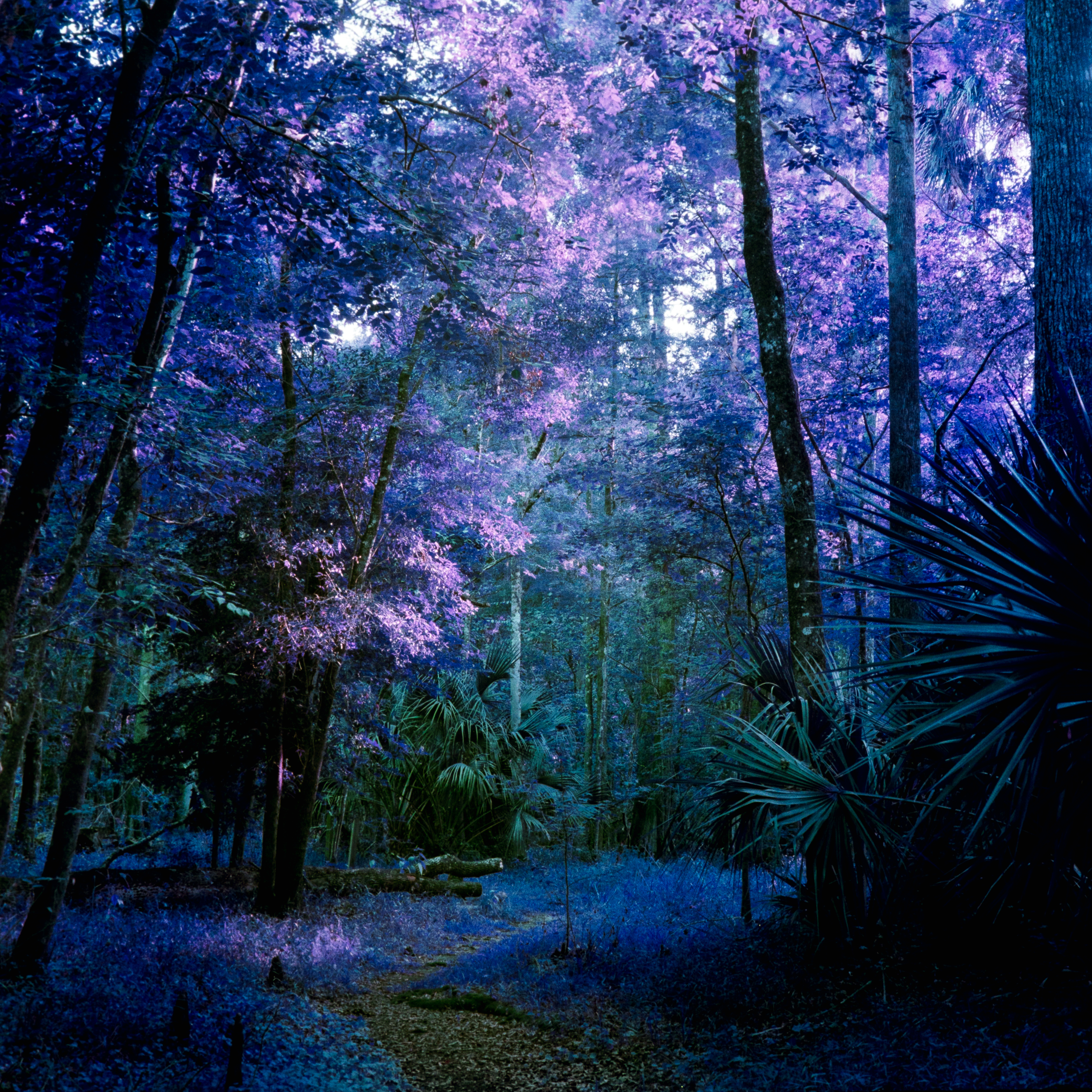 Purple toned forest path