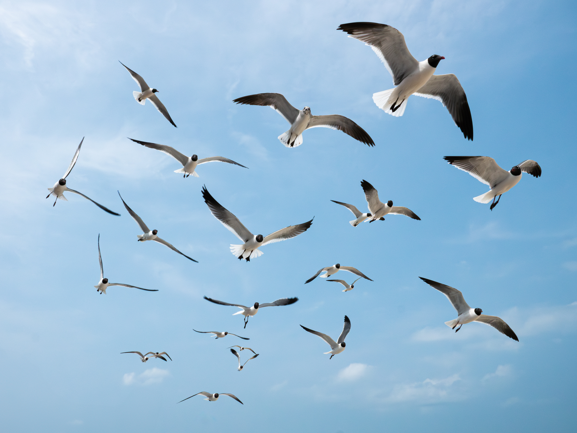 Seagulls flying overhead